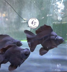 Black Butterfly Goldfish/ Livefish/ Freshwater