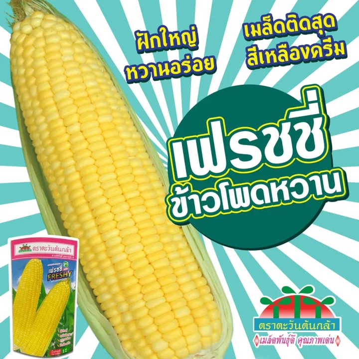 เมล็ดข้าวโพดหวาน เฟรชชี่ F1 ตราตะวันต้นกล้า ปลูกง่าย ฝักใหญ่