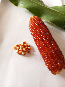 【15 Ornamental Red Corn Seeds】 | Corn seeds | Gardening Seeds | Perfect for Garden & Display