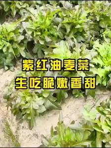 Purple-red open-leaf sweet lettuce red-pointed-leaf sweet lettuce spotless fast-growing leafy vegetable red lettuce