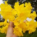 Bibit Tanaman Bunga Tabebuya Kuning Super. 