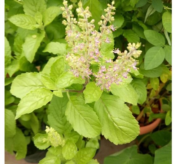 เมล็ดพันธุ์กะเพราขาวและเขียว ปริมาณมาก คุ้มค่า