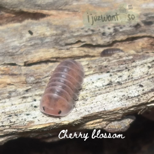 [IJUZWANISO] Cubaris sp cherry blossom (Isopod for Terrarium and pets)