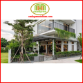 Cây cúc tần ấn độ dài decor quán cà phê, ban công cực đẹp, có tặng kèm phân bón cây Minh Hân Garden. 