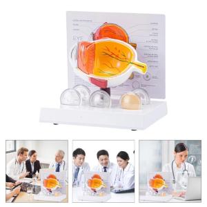 Thực tế con người Mô hình giải phẫu mắt giải phẫu nhãn cầu mô hình giáo cụ bệnh lý nhãn cầu Mô hình giải phẫu cho giảng dạy