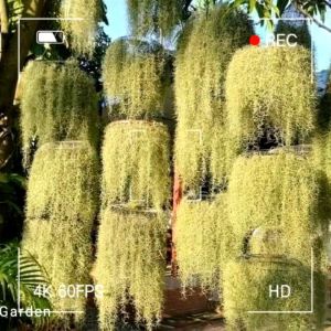 Cây không khí Tóc tiên chùm Lớn 200g lọc không khí trang trí nhà cửa cảnh quanh