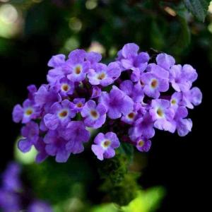 Lantana Camara -  - Pokok Bunga Tahi Ayam - लैंटाना कैमारा Lantana Camara – Beauty and Charm for Your Garden Multi-Color Blooms Butterfly Magnet Easy Shrub LIVE PLANT