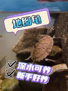 精品地图龟蛋可孵化深水龟观赏小乌龟小宠物密西西比地图龟黑瘤地图龟