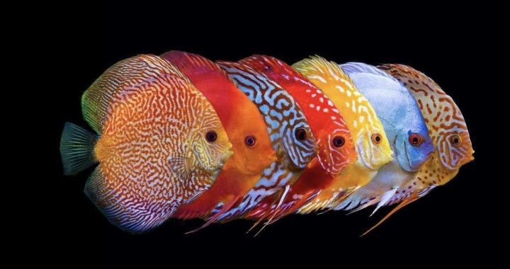 %5BFreeship+HCM+Luckyfish94%5D%20TH%E1%BB%A8C%20%C4%82N%20C%C3%81M%20CHO%20C%C3%81%20D%C4%A8A%20PRO%20CHOICE%20DISCUS%20BITS%2060G%20A068.%20TH%E1%BB%A8C%20%C4%82N%20CUNG%20C%E1%BA%A4P%20NHI%E1%BB%80U%20VITAMIN%20KHO%C3%81NG%20CH%E1%BA%A4T%20C%E1%BA%A6N%20THI%E1%BA%BET%20CHO%20C%C3%81%20GI%C3%9AP%20C%C3%81%20L%C3%8AN%20M%C3%80U%20HI%E1%BB%86U%20QU%E1%BA%A2.%20%C4%90%E1%BA%B6C%20BI%E1%BB%86T%20KH%C3%94NG%20L%C3%80M%20%C4%90%E1%BB%A4C%20N%C6%AF%E1%BB%9AC%20H%E1%BB%92%20C%C3%81.%20-%20Image%206