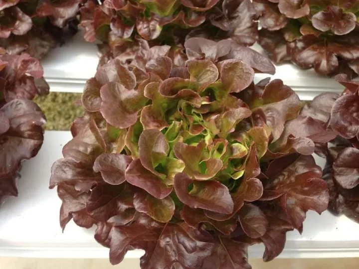 8 อันดับ เมล็ดพันธุ์เรดโอ๊ค ยี่ห้อไหนดี? อัปเดตปี 2026 สำหรับคนรักสุขภาพ 🌱