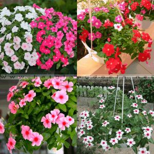 Hạt giống hoa dừa cạn lùn dừa cạn rũ mix màu dể trồng/gói 50 hạt