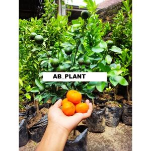 Bibit Jeruk Santang Madu Asli 1 Meter Kondisi Sudah Berbuah Lebat