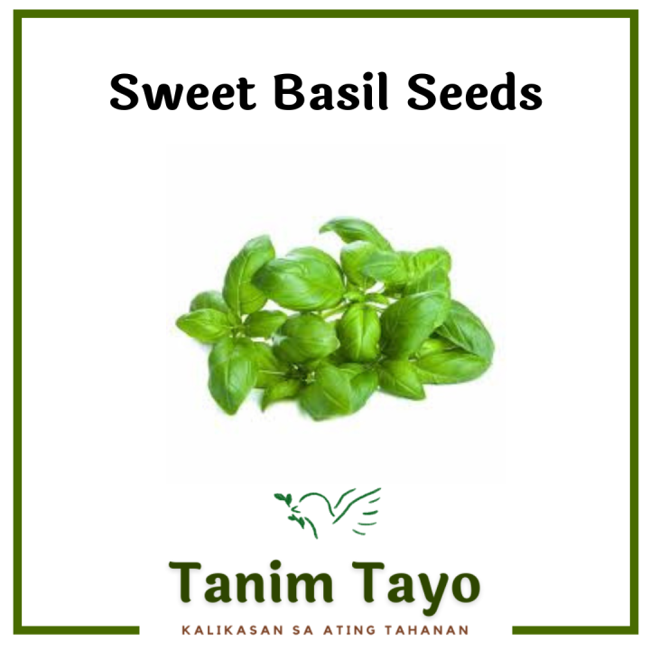 TanimTayo.PH Sweet Basil Thai Basil Seeds for Planting Premium