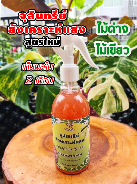 จุลินทรีย์สังเคราะห์แสง สูตรใหม่ เร่งการเจริญเติบโต หน่อ ใบ ไข่