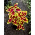 Sindo - Coleus Live Plant WX8AS2G6H9. 