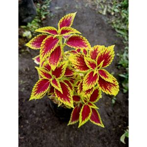 Sindo - Coleus Live Plant WX8AS2G6H9