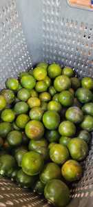 JERUK PERAS  | JERUK PERES | JEUK LOKAL | FRESH SEGER 1KG MANIS MURAH