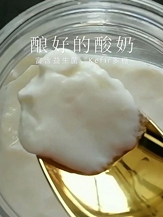 Kefir kefir strain milk kefir grain yogurt fermentation lactic acid