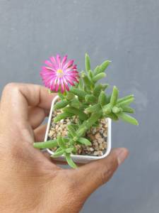 ต้นไม้อวบน้ำ กุหลาบหิน เบบี้อาย เรดสตาร์ Drosanthemum Hispidum #succulent #cactus #สีชมพู #Drosanthemum