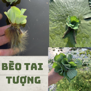 20 Cây bèo cái (bèo tai tượng) - bèo thủy sinhbèo hoa hồng trang trí bể cá farm247