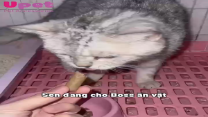 Xúc Xích Thưởng Doog & Caat 30 Thanh Cho Chó Mèo 4 Vị Gà Bò Cá Ngừ Phô Mai Thơm Ngon Dễ Ăn