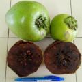 CÂY GIỐNG HỒNG ĐEN SOCOLA( Black Sapote) NHIỆT ĐỚI SIÊU NGON, CAM KẾT CHUẨN GIỐNG F1. 