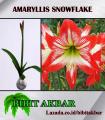Amaryllis Snowflake. 