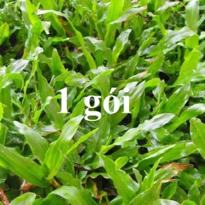 Cỏ lá gừng nảy mầm nhanh (10 gam/gói)