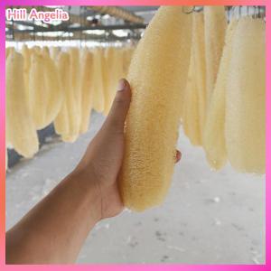 [Hill Angelia] 1 cái mướp tự nhiên luffa cọ rửa nhà bếp cọ rửa bát nồi Xốp chà 20-25cm