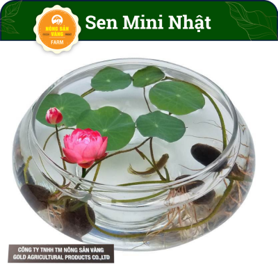 Lotus flower seeds mini Japanese, potted hobbyist making feng shui gorgeous (pack 10 seeds, color random)-shallow gold