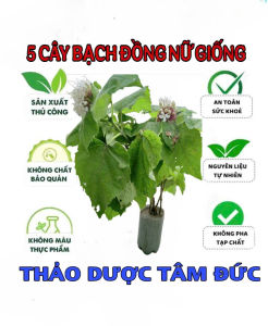 combo 5 cây bạch đồng nữ giống