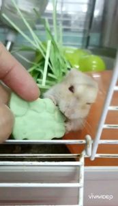 ขนมคุกกี้โยเกิร์ตสําหรับแฮมสเตอร์ กระรอก ชูการ์ไกลเดอร์ กระต่าย แกสบี้ เม่นแคระ ชินชิล่า (โยเกิร์ต)