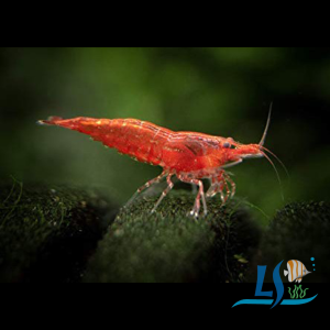 Cherry Shrimp Neocaridina (10 Pieces) by LS Aquatic
