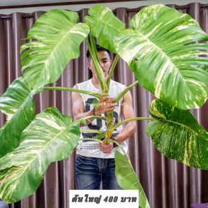 พลูด่างยักษ์ต้นใหญ่ มาก  ใบฉีก Epipremnum aureum