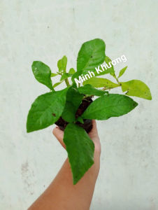 chậu lá xoài chậu cây miễn chéncây thuốc hàn tam nhân đã-Vườn Minh Khương