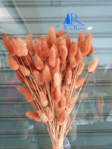 Rarin ดอกหางกระต่าย (สีนำตาลอ่อน) (ละมุนสวย ช่อใหญ่ 120-130 ดอก/กำ) ดอกไม้จริง ดอกไม้แห้ง ฟอกสี มีความละมุน