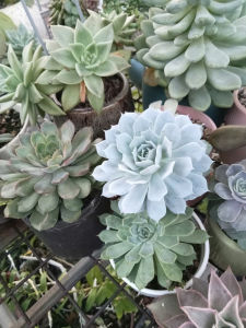 SEN ĐÁ CÁC LOẠI HÀNG ĐỒNG GIÁ