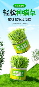 MASTI Premium Cat Grass Grow Kit - Cat Grass Seed Planting Pot Wheatgrass Sprouts Cat Snack Hairball Control