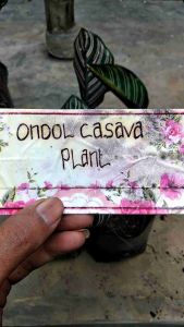 Calathea Ornata: Tanaman Hias Indoor Cocok Untuk Ruangan Kecil
