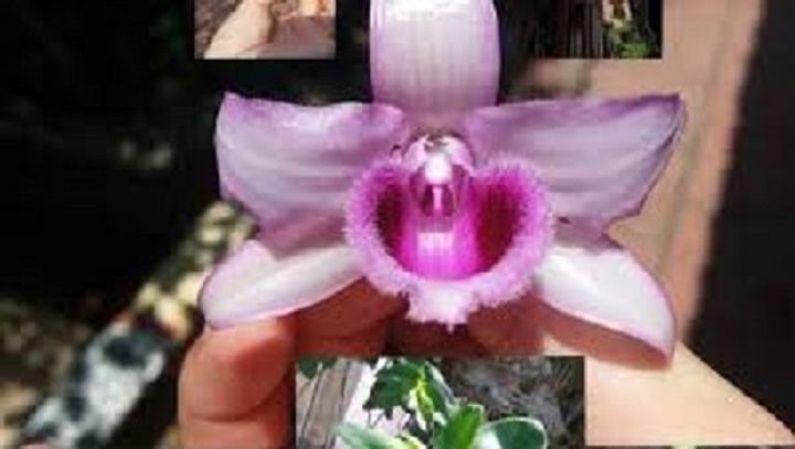 Phi điệp Lá Mít Tam Nguyên, ki tách thân mẹ, hoa cực đẹp  ki ấm chậu 7-12cm