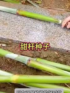 Sweet cane Northeast sweet cane small sugar cane sorghum sweet reed fruit and vegetables