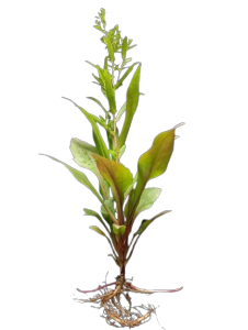 TSC - Purple Aster Plant sapling without soil