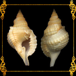 Distorsio Reticulata | Distorsio Reticularis | 1.5 - 3.5 Inches