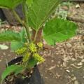 Bibit buah mulberry | murbei | mulberi | berbuah. 