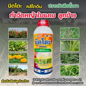 คลีโทดิม นิตโตะ 1 ลิตร สารกำจัดวัชพืชใบแคบ ลูกข้าวทุกชนิด  ฉีดทับ พริก ถั่ว มะเขือ เผือก มันสำปะหลัง ดาวเรือง คะน้า หอม กระเทียม ผักใบ ตรานกยูงทอง