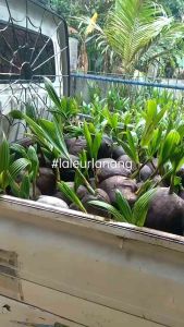 #bibit kelapa wulung asli 100%