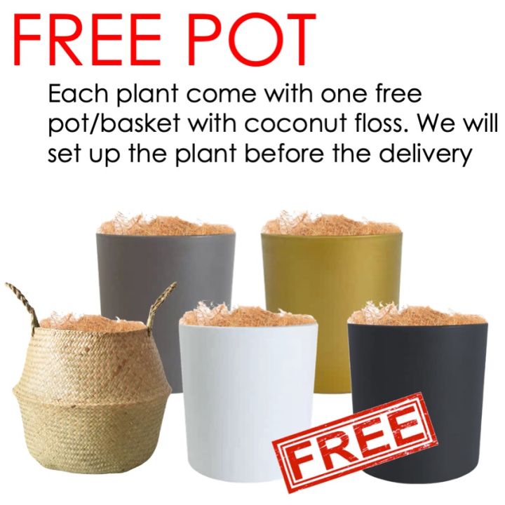 %5BWITH%20FREE%20GIFT%5D%20Albizia%20Julibrissin%20Artificial%20Plant%20Artificial%20Tree%20Free%20Planter%20Basket%20Free%20Plastic%20Plant%20Pot%20Indoor%20Plant%20Indoor%20Decoration%20Home%20Decor%20Fake%20Plant%20Tree%20Decor%20Tall%20Plant%20Pokok%20Hiasan%20Pokok%20Palsu%20Plant%20Decor%20Living%20Room%20Entrance%20Office%20-%20Image%205