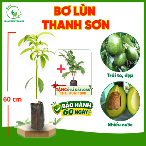 Cây Giống Bơ Lùn Thanh Sơn - Dáng Lùn Dễ Chăm - Trái Béo Dẻo - Nhanh Cho Trái - Cây Giống Vân Anh