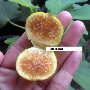 Bibit Buah Tin Jenis Tena Super Cepat Berbuah