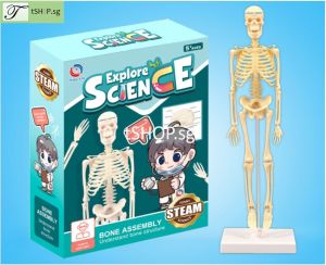 SG STOCK DIY the Human Skeleton for Kid STEM Science Experiment Building Assembly Toy for Children